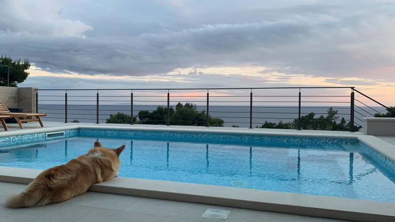 A dog enjoying his new pool in Hvar