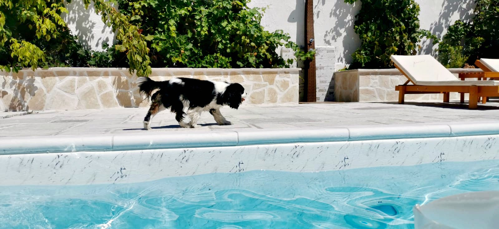 Linerski bazen s bijelom folijom i psom